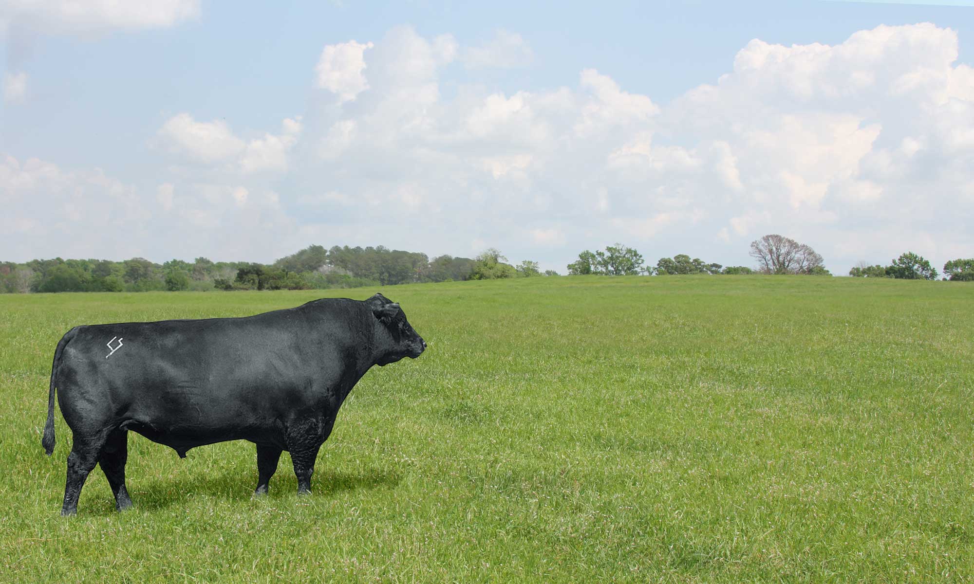 On a horse in field overlooking cows in a pen