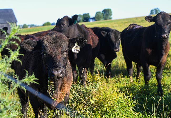 cows up close in field