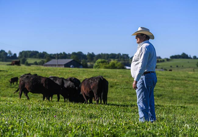 Standing in field with cows