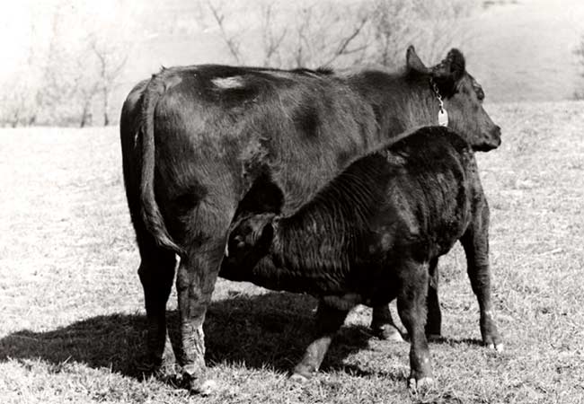 Old cow calf pair picture