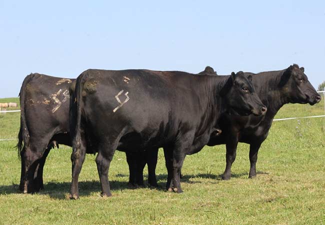 cows