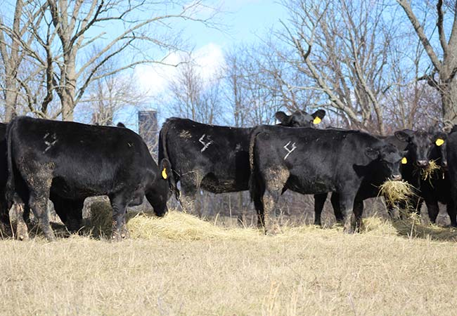 cows eating hay