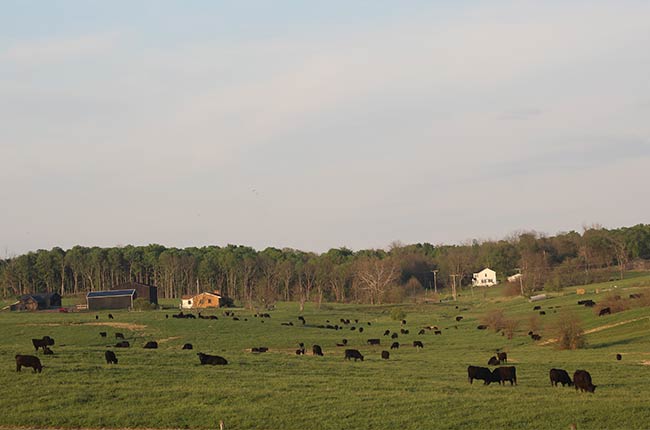 cows in field