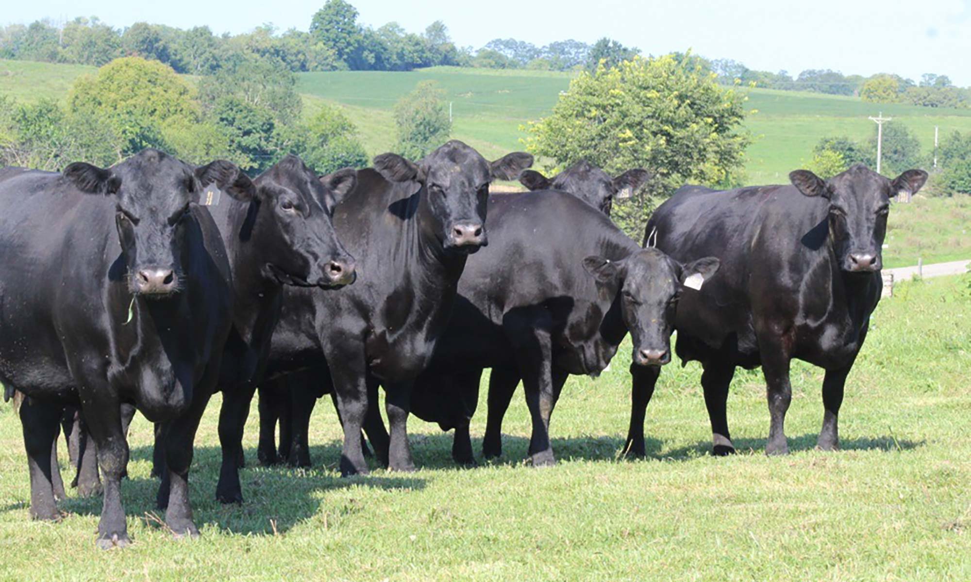 Cow with calves in field